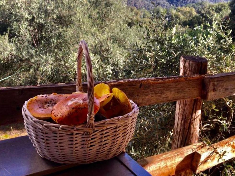 Cesta con productos de otoño apoyada en una valla de madera
