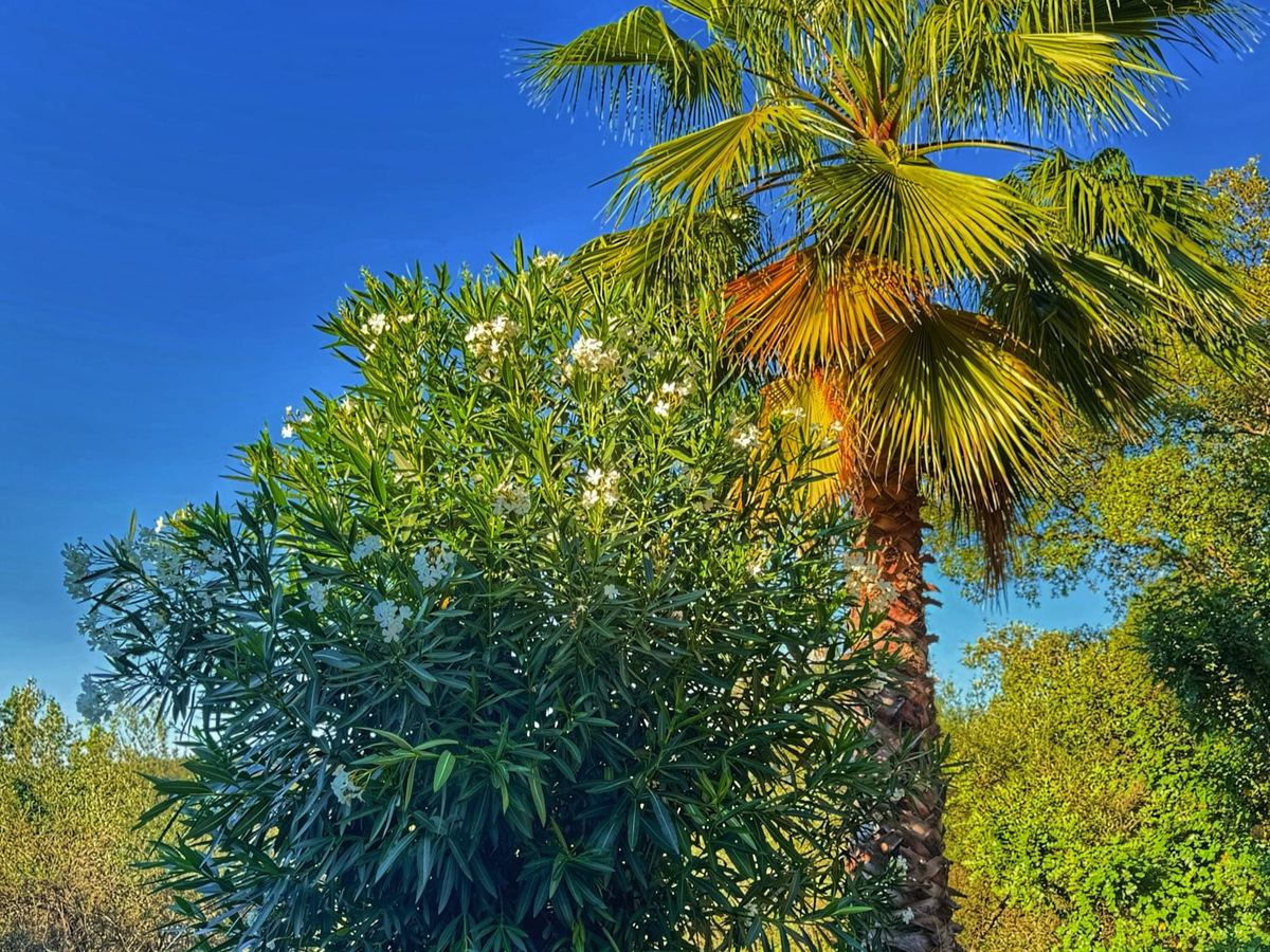 Vegetación del jardín de la finca, con palmeras y adelfas